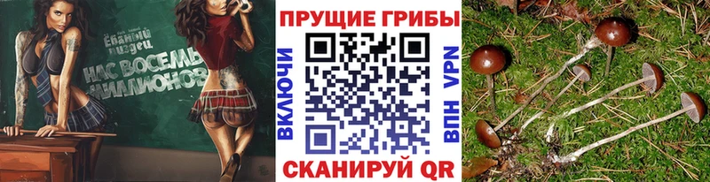 Псилоцибиновые грибы прущие грибы Павловский Посад